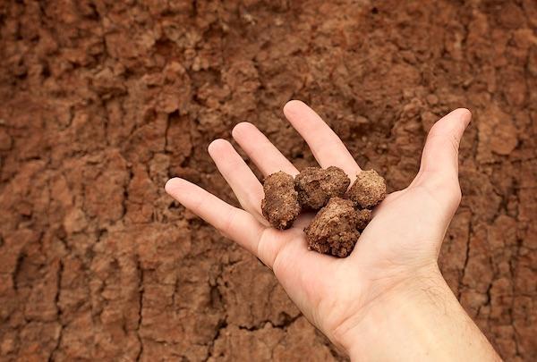 Clay Soils