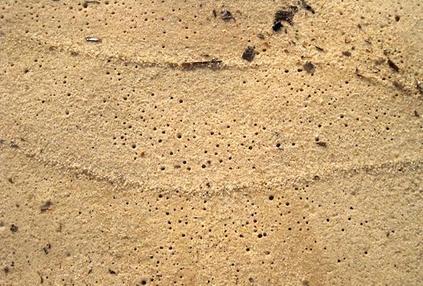 Wet Sands
